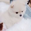 Pomeranian Puppies For Sale! photo 2