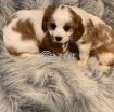 King Charles Puppies for free adoption photo 1