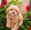 Poodle Puppies for new family photo 4