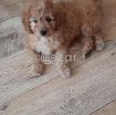 Cute Poodle Puppies available photo 2