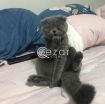 Scottish Fold Kittens Looking For His Forever Home. photo 1