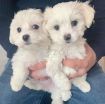 gorgeous Maltese puppies photo 1