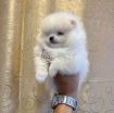 Teacup Pomeranian Puppies Available for sale photo 5