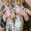 healthy Serval kittens available for sale photo 1