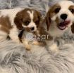 King Charles Puppies for free adoption photo 2