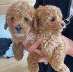 Tea Cup Poodle Puppies For rehoming photo 1