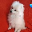 Fluffy Pomeranian Girl Looking For a Home photo 7
