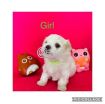 Maltese Puppies avilable for a New Home photo 7
