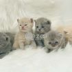 Lovely British Shorthair kittens Available photo 1