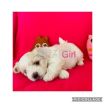 Maltese Puppies avilable for a New Home photo 5