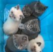 British shorthair  kittens for adoption photo 1