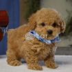 toy poodle puppies for adoption photo 1