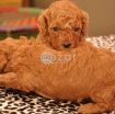 Poodle Puppies available photo 3