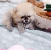 Beautiful Pomerania Puppies for free adoption photo 1