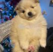 Beautiful Male and Female Pomeranian Puppies for sale photo 3