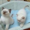 Ragdoll kittens for rehoming photo 1