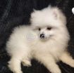 Fluffy Pomeranian Girl Looking For a Home photo 5