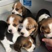 Lovely Beagle Puppies. photo 2