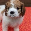 Cavalier King Charles Spaniel Puppies for adoption photo 1