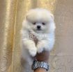 Teacup Pomeranian Puppies Available for sale photo 4