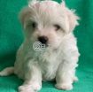 Outstanding Male and Female Maltese Puppies photo 5