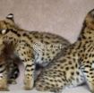 Serval kittens ready for their forever homes. photo 1