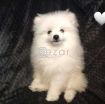 Fluffy Pomeranian Girl Looking For a Home photo 4