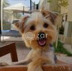 Yorkshire Terrier brought from France photo 1