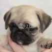 Beautiful Pug Puppies available now photo 1