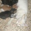Kittens and mother cat photo 1