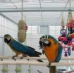 Playful Green Wing Macaw Parrots Available For Sale photo 1