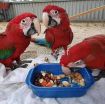 Scarlet Macaw Parrots Available For Sale photo 1