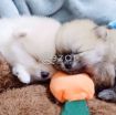 Pomeranian Puppies For Sale! photo 1