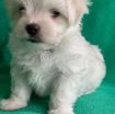 Outstanding Male and Female Maltese Puppies photo 1
