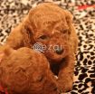 Poodle Puppies available photo 2