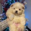 Beautiful Male and Female Pomeranian Puppies for sale photo 4