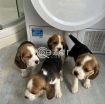 Lovely Beagle Puppies. photo 1