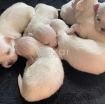 Beautiful Maltese Puppies For Sale photo 1