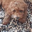 Cute Poodle Puppies available photo 4
