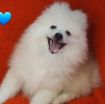 Fluffy Pomeranian Girl Looking For a Home photo 8