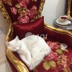 Turkish Persian Cat for 0 QAR photo 4