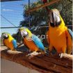 Yellow and  Green Wing Macaw Parrots Available For Sale photo 1