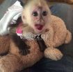 Capuchin, marmoset, squirrel and spider monkeys for sale photo 1