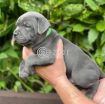 STAFFORDSHIRE BULL TERRIERS PUPPIES FOR SALE. photo 1