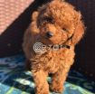 Teacup poodle puppies for adoption photo 1