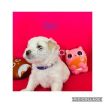 Maltese Puppies avilable for a New Home photo 6