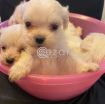 Beautiful Maltese Puppies For Sale photo 2
