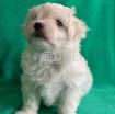 Outstanding Male and Female Maltese Puppies photo 2