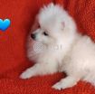 Fluffy Pomeranian Girl Looking For a Home photo 6