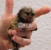 Finger raised Marmoset Monkeys available photo 1